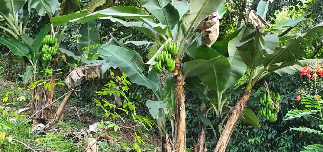 La ausencia de lo nuestro por Edgar Ramos revista calaima nocaima